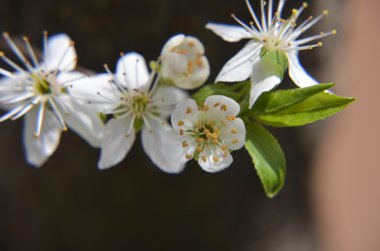 Bir bahar günü kiraz çiçekleri açar.