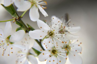 Bir bahar günü kiraz çiçekleri açar.