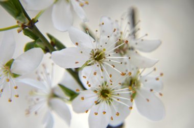 Bir bahar günü kiraz çiçekleri açar.