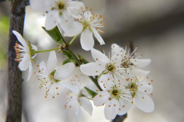 Bir bahar günü kiraz çiçekleri açar.