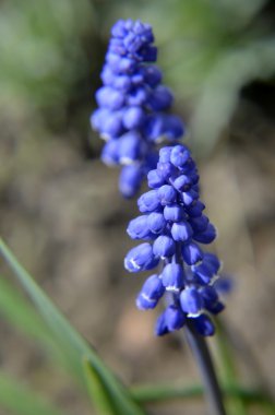 Bahar çiçekleri sokakta