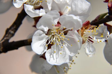  Çin Erik çiçekleri veya Japon kayısı çiçek, Erik çiçeği
