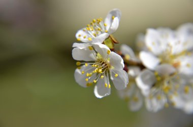  Çin Erik çiçekleri veya Japon kayısı çiçek, Erik çiçeği