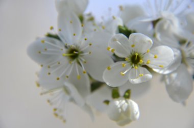 Klasik güzellik stili tarafından kiraz çiçeği Branch.Red Erik çiçekleri