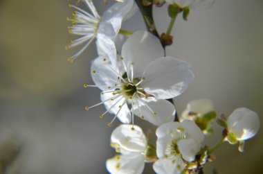 Klasik güzellik stili tarafından kiraz çiçeği Branch.Red Erik çiçekleri