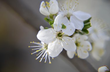 Klasik güzellik stili tarafından kiraz çiçeği Branch.Red Erik çiçekleri