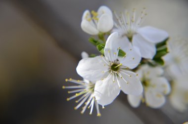 Klasik güzellik stili tarafından kiraz çiçeği Branch.Red Erik çiçekleri