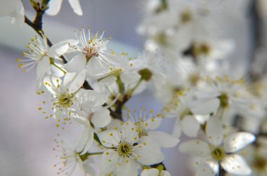 Klasik güzellik stili tarafından kiraz çiçeği Branch.Red Erik çiçekleri