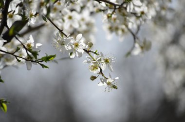 Klasik güzellik stili tarafından kiraz çiçeği Branch.Red Erik çiçekleri
