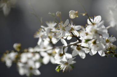 Klasik güzellik stili tarafından kiraz çiçeği Branch.Red Erik çiçekleri