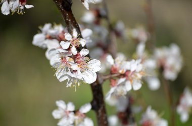Klasik güzellik stili tarafından kiraz çiçeği Branch.Red Erik çiçekleri