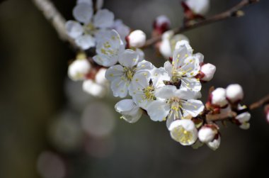 Bir elma ağacı çiçek bahar. Kiraz çiçek bahar. Çiçek açması elma ağacı. Çiçek açması kiraz. Çiçek açması kayısı.