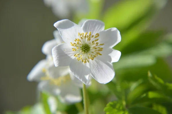 Mooie bloeiende abrikoos boom over blauwe hemel — Stockfoto