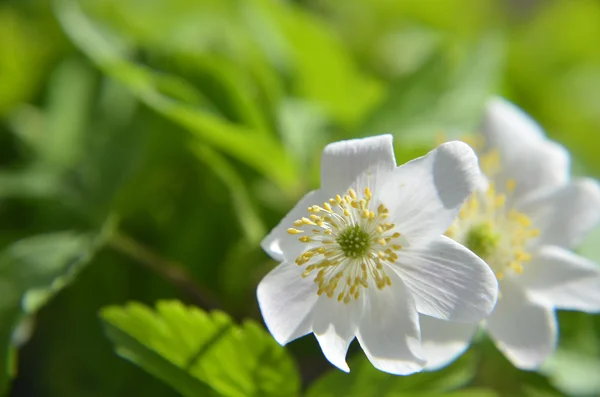 Bellissimo albero di albicocca in fiore sopra il cielo blu — Foto Stock