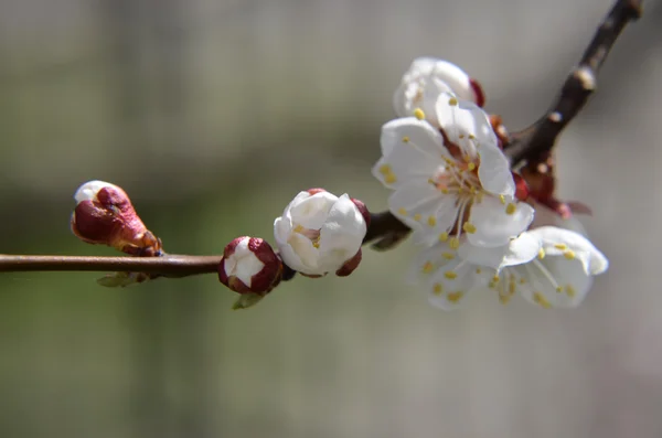 Spring Blossom. Albaricoque Flores primer plano sobre fondo de madera blanca —  Fotos de Stock