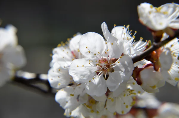 Spring Blossom. Albaricoque Flores primer plano sobre fondo de madera blanca —  Fotos de Stock