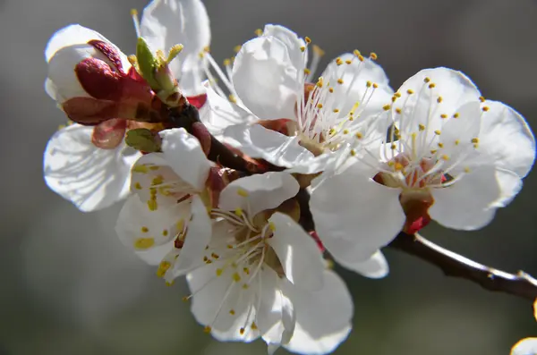 Spring Blossom. Albaricoque Flores primer plano sobre fondo de madera blanca —  Fotos de Stock