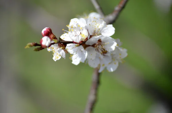 Lente-bloesem. Abrikoos bloemen close-up op witte houten achtergrond — Stockfoto