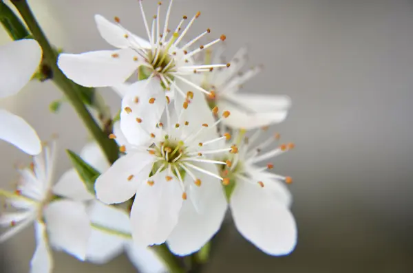 春の日の桜の花 — ストック写真