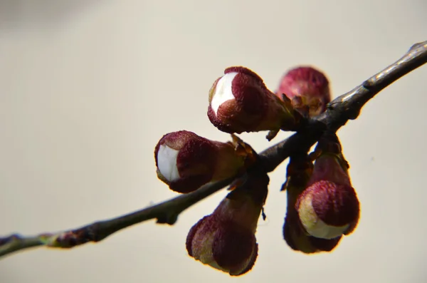 Blumen der Kirschblüten an einem Frühlingstag — Stockfoto