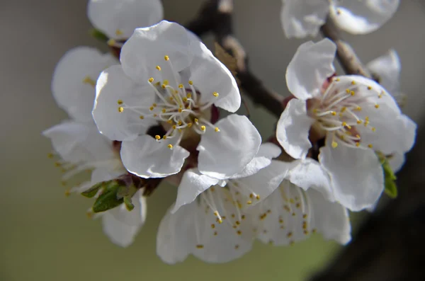 Flores de primavera en la calle — Foto de Stock