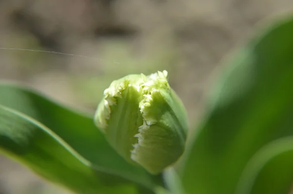 Frühlingsblumen auf der Straße — Stockfoto