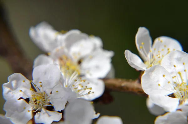 Chinese plum flowers or Japanese apricot flowers, plum blossom