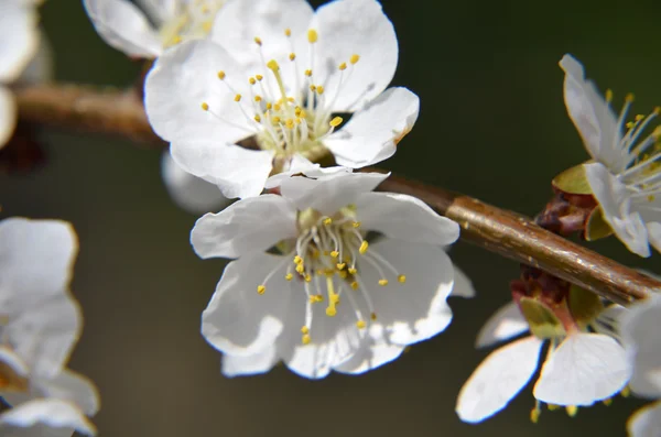 Flores de ciruela chinas o flores de albaricoque japonés, flor de ciruela — Foto de Stock