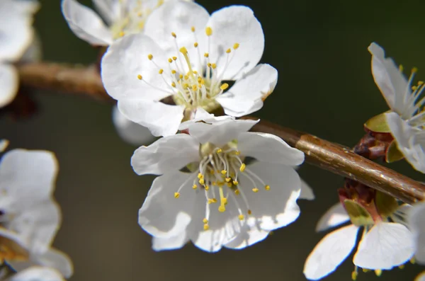 Chinese plum flowers or Japanese apricot flowers, plum blossom — Stock Photo, Image