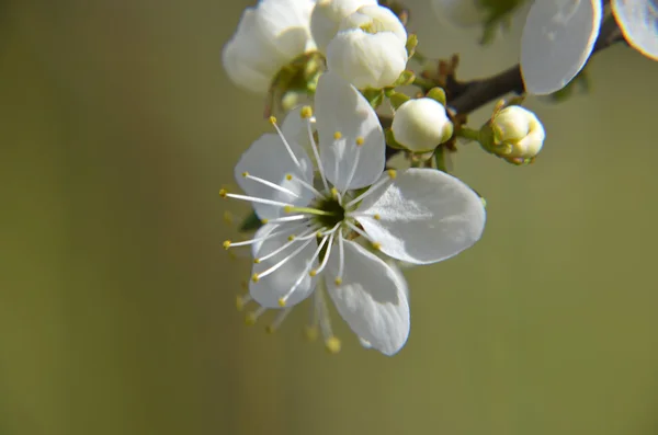 Chinese plum flowers or Japanese apricot flowers, plum blossom