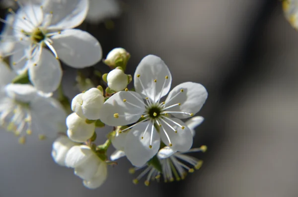 Chinese plum flowers or Japanese apricot flowers, plum blossom