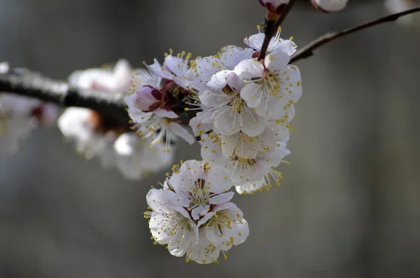 Cherry Blossom Branch.Red plum blossoms by classic beauty style — Stock Photo, Image