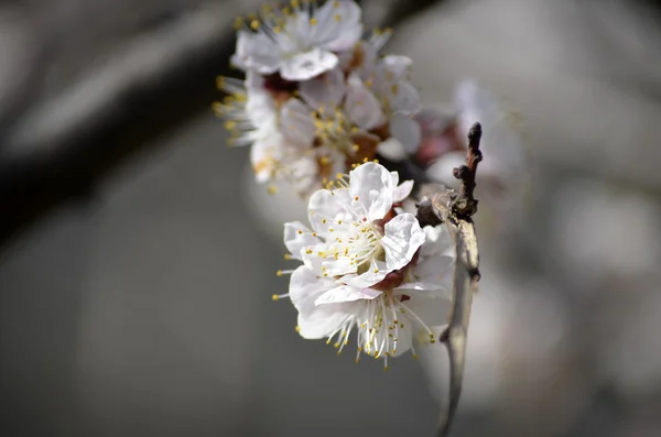 Stále oblíbenějším Blossom Branch.Red slivovice ve stylu klasické krásy — Stock fotografie