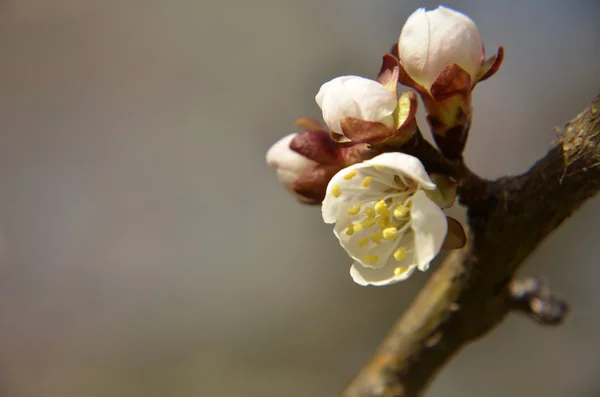 Spring blossoming of an apple-tree. Spring blossoming of cherry. The blossoming apple-tree. The blossoming cherry. The blossoming apricot. — Stock Photo, Image