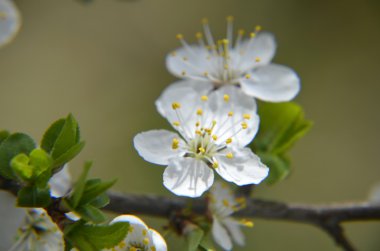 Bahar zaman yeşil kiraz çiçekleri çiçek yaprakları, makro