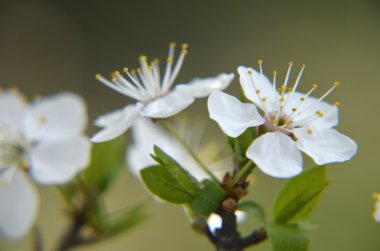 Bahar zaman yeşil kiraz çiçekleri çiçek yaprakları, makro