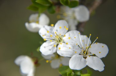 Bahar zaman yeşil kiraz çiçekleri çiçek yaprakları, makro