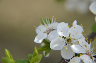 Bahar zaman yeşil kiraz çiçekleri çiçek yaprakları, makro
