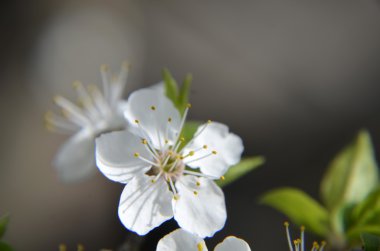 Bahar zaman yeşil kiraz çiçekleri çiçek yaprakları, makro