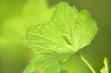 Bahçedeki Siyah frenk üzümü Şubesi
