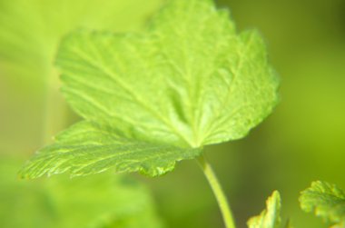 Bahçedeki Siyah frenk üzümü Şubesi