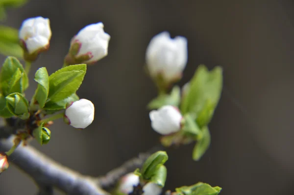 Kvetoucí třešňových květů v jarním období se zelenými listy, makro — Stock fotografie