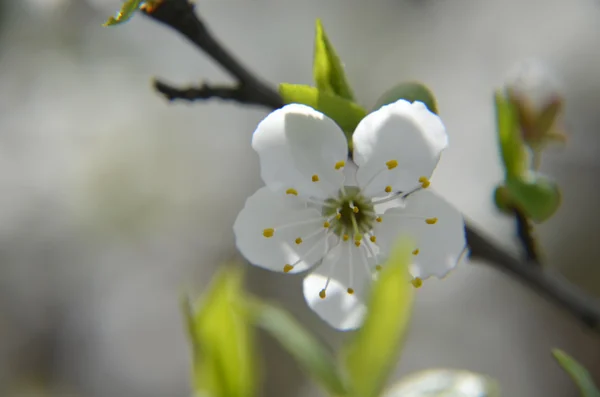 Blossoming of cherry flowers in spring time with green leaves, macro — Stock Photo, Image