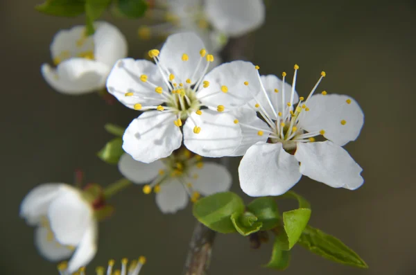 Kvetoucí třešňových květů v jarním období se zelenými listy, makro — Stock fotografie