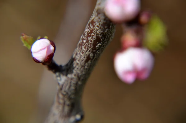 Pink Chinese plum flowers or Japanese apricot flowers, plum blossom
