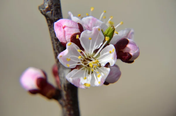 Pink Chinese plum flowers or Japanese apricot flowers, plum blossom — Stock Photo, Image