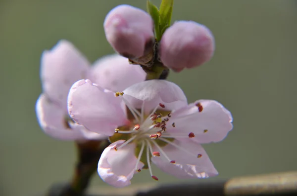 Pink Chinese plum flowers or Japanese apricot flowers, plum blossom