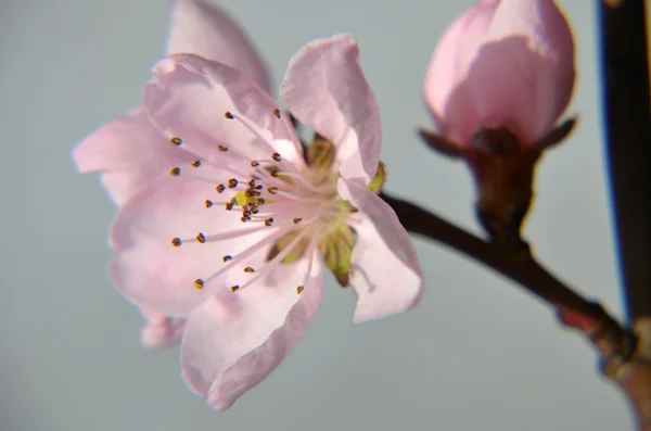 Cherry Blossom Branch.Red plum blossoms by classic beauty style — Stock Photo, Image