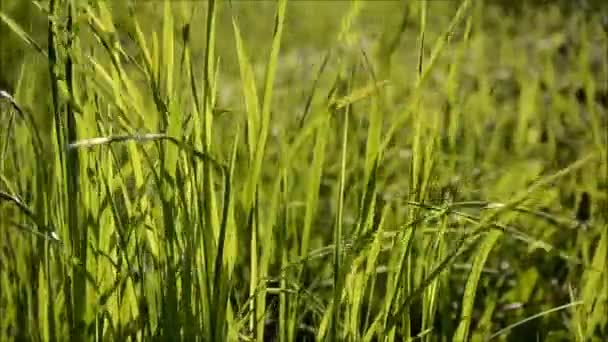 herbe se déplace dans le vent 