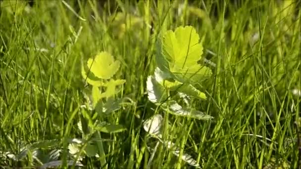 Herbe se déplace dans le vent — Video